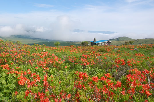 車山レンゲツツジの群落
